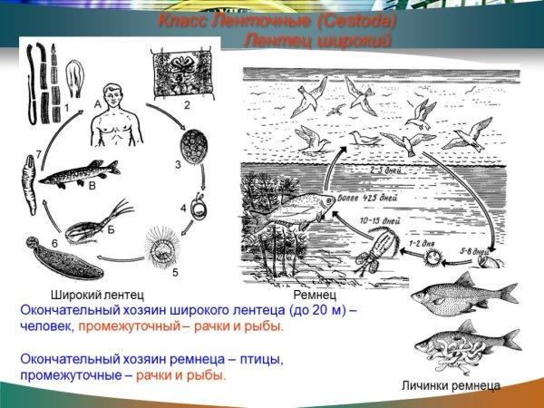 Цикл развития широкого лентеца биология