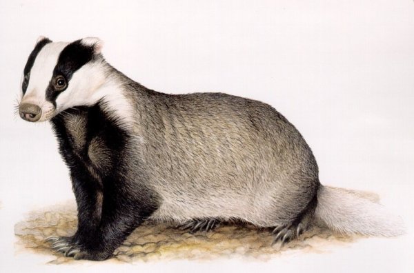 Барсук на белом фоне