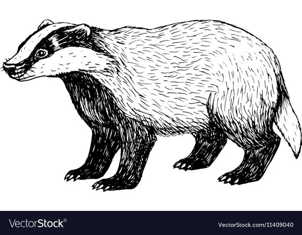 Барсук раскраска