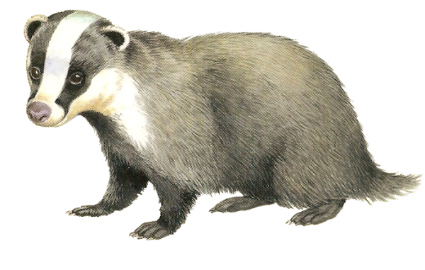 Барсук картинка для детей