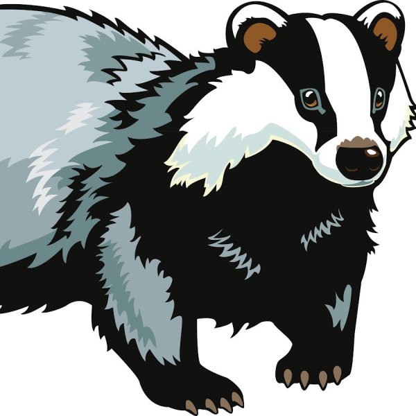 Барсук картинка для детей