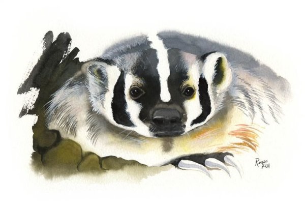 Барсук медоед иллюстрация