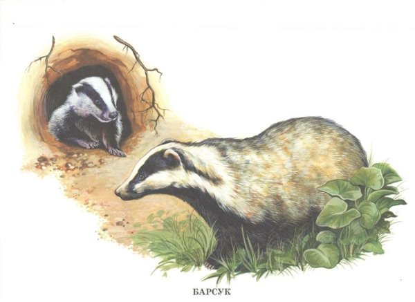 Барсук Эверетта