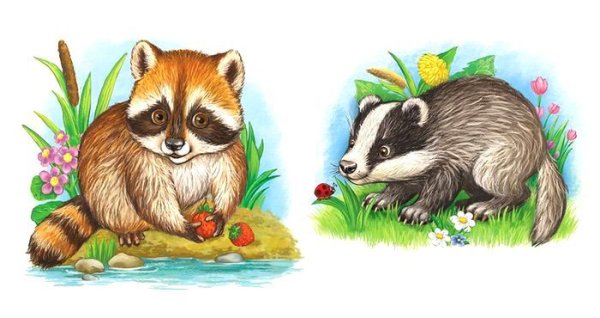 Барсук иллюстрация для детей