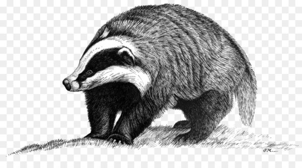 Барсук черно белый