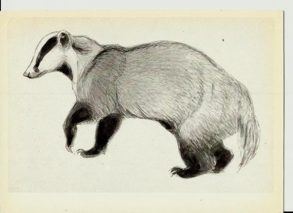 Ватагин зарисовки животных