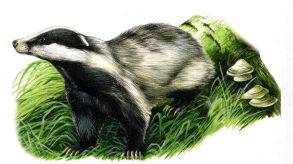 Барсук краснокнижный