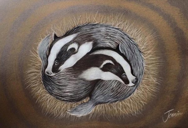 Два барсука