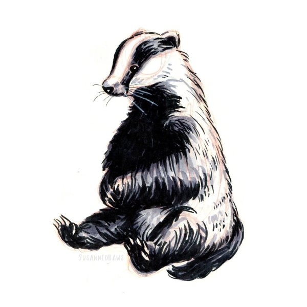 Барсук иллюстрация