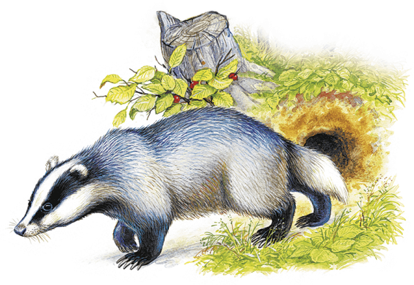 Барсук для детей