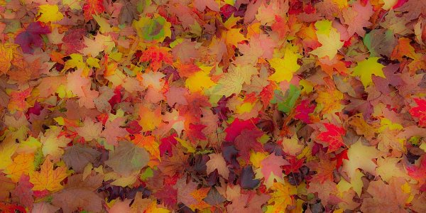 Рисование осенний ковер с детьми