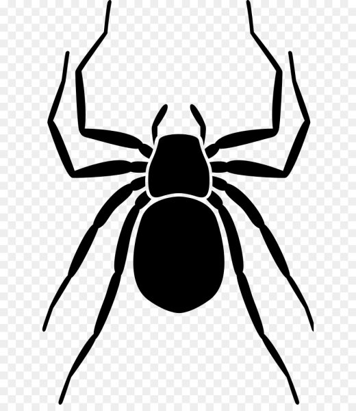 Паук черно белый