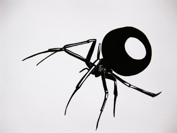 Паучок черно белый