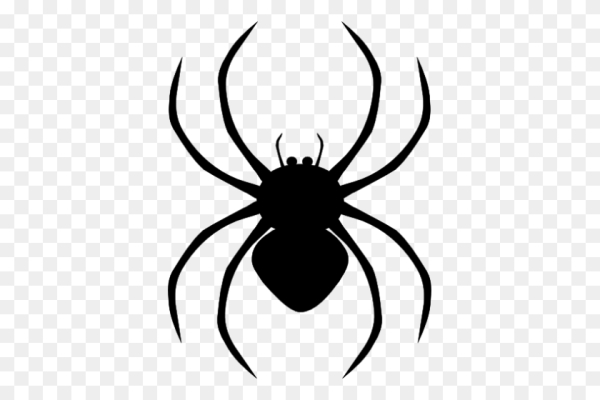 Паук черно белый