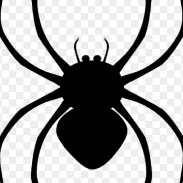 Паук картинка на белом фоне