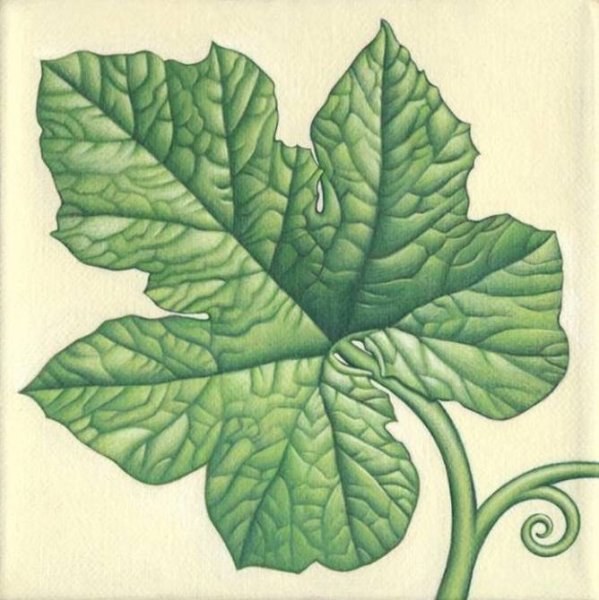 Листок тыквы