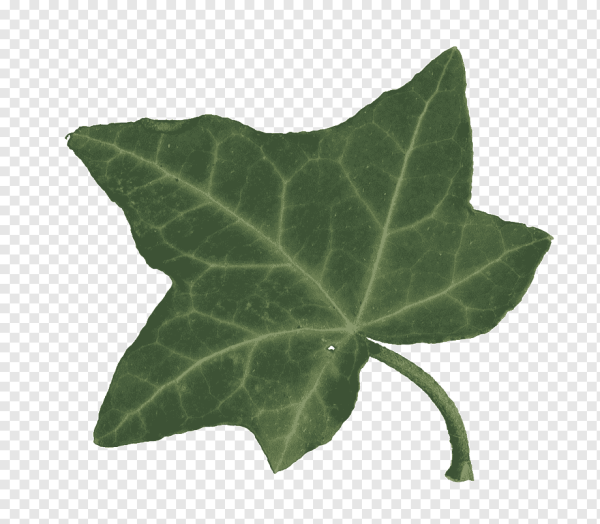 Тыква с листочком