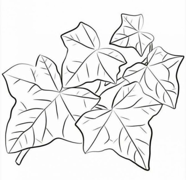 Трафарет для листьев плюща