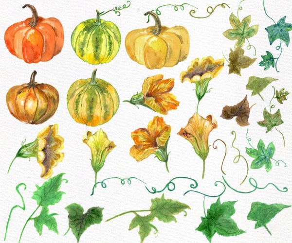 Листик тыквы