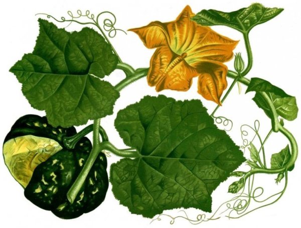 Тыквенная ботва