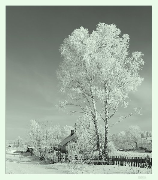 Берёза Есенин иллюстрация