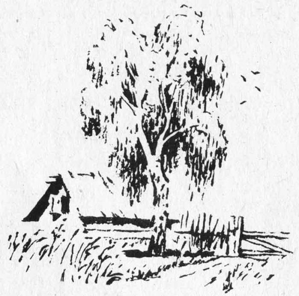 Иллюстрация к стиху Есенина берёза