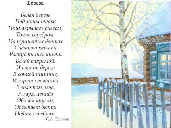 Береза рисунок