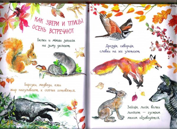 Иллюстрация к рассказу Бианки Лесная газета