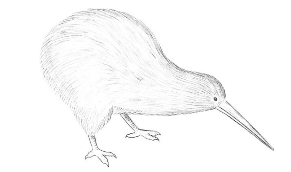 Птица киви нарисовать