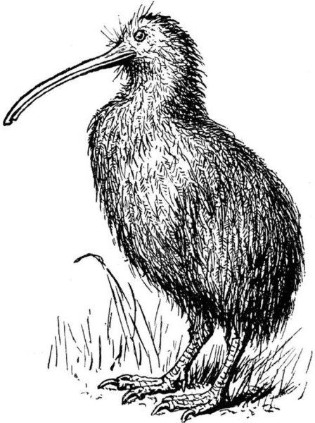 Птица киви раскраска