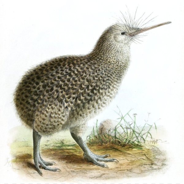 Apteryx owenii