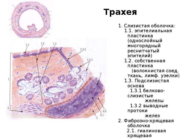 Трахея гистология препарат
