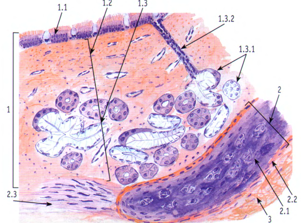 Трахея поперечный срез гистология