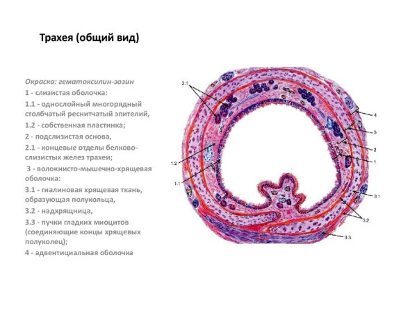 Срез трахеи гистология препарат