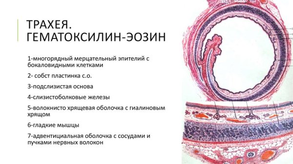 Трахея собаки гистология препарат