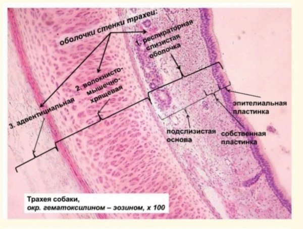 Трахея собаки окраска гематоксилин и эозин
