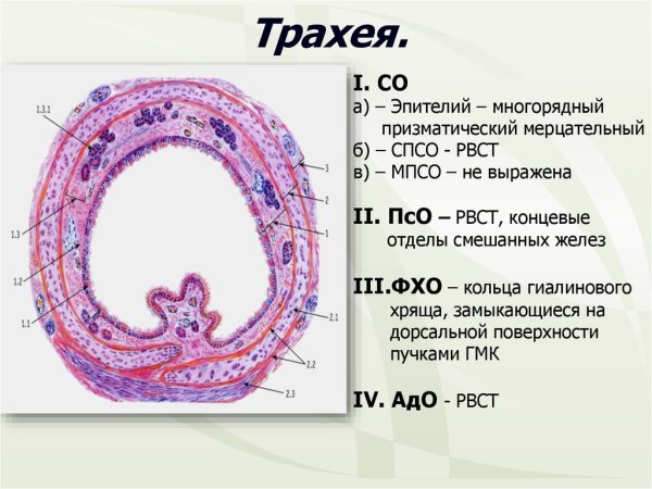 Трахея поперечный срез гистология