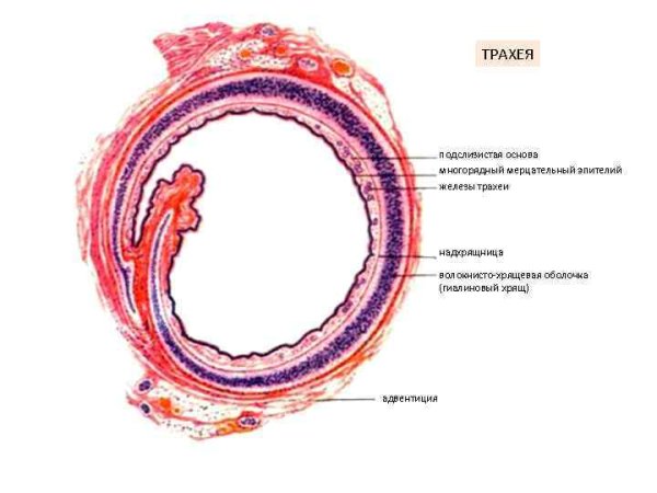 Трахея собаки препарат