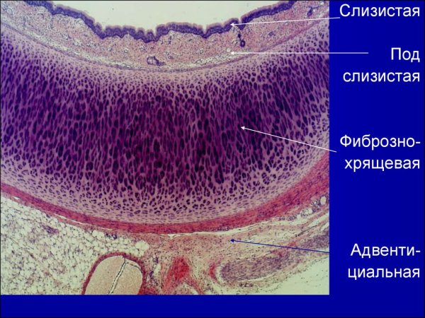 Трахея поперечный срез гистология