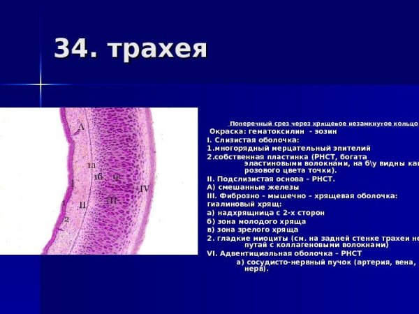 Поперечный срез трахеи