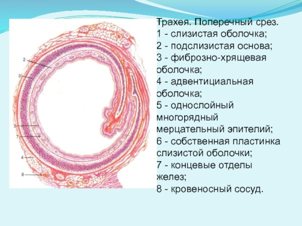 Гиалиновый хрящ эпителий