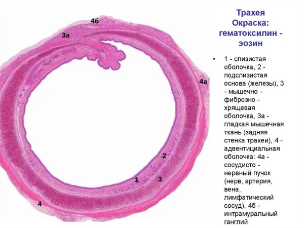 Трахея гистология препарат