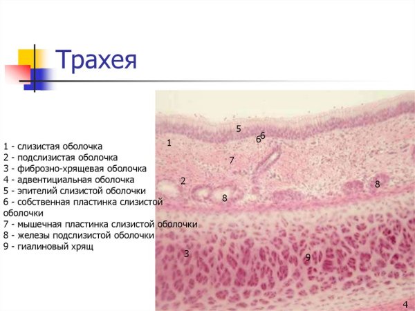 Трахея гематоксилин эозин