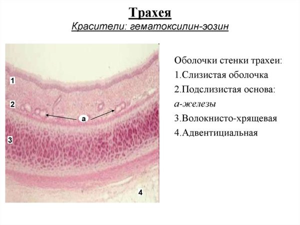 Слизистая оболочка трахеи гистология