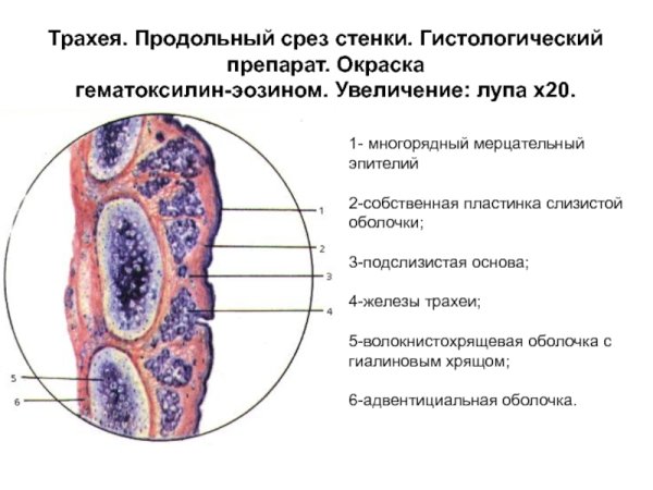 Строение оболочек трахеи