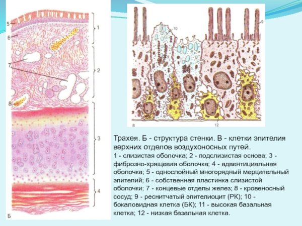 Трахея гистология препарат