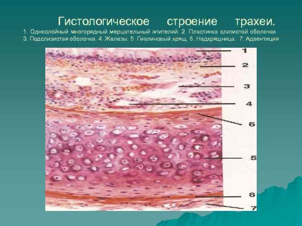 Трахея собаки гистология препарат