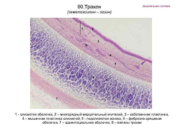 Трахея анатомия поперечный разрез