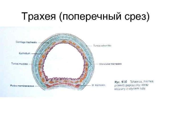 Препарат трахея окраска гематоксилин-эозин