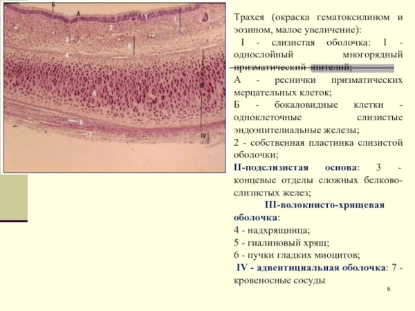 Трахея поперечный срез гистология